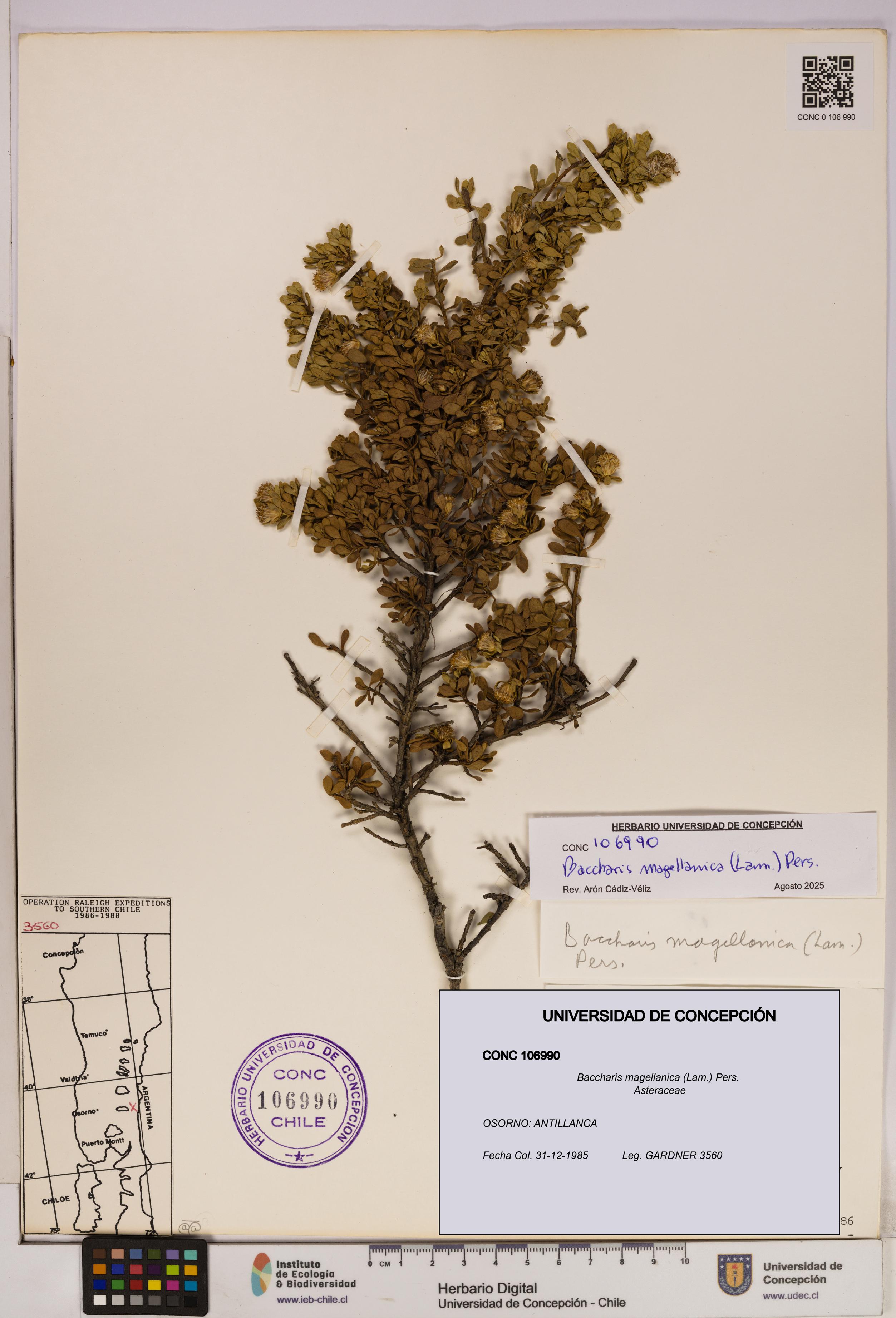 Baccharis magellanica [Espécimen: UDEC:CONC:0106990]