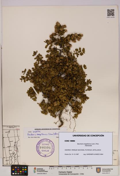Baccharis magellanica [Espécimen: UDEC:CONC:0106994]