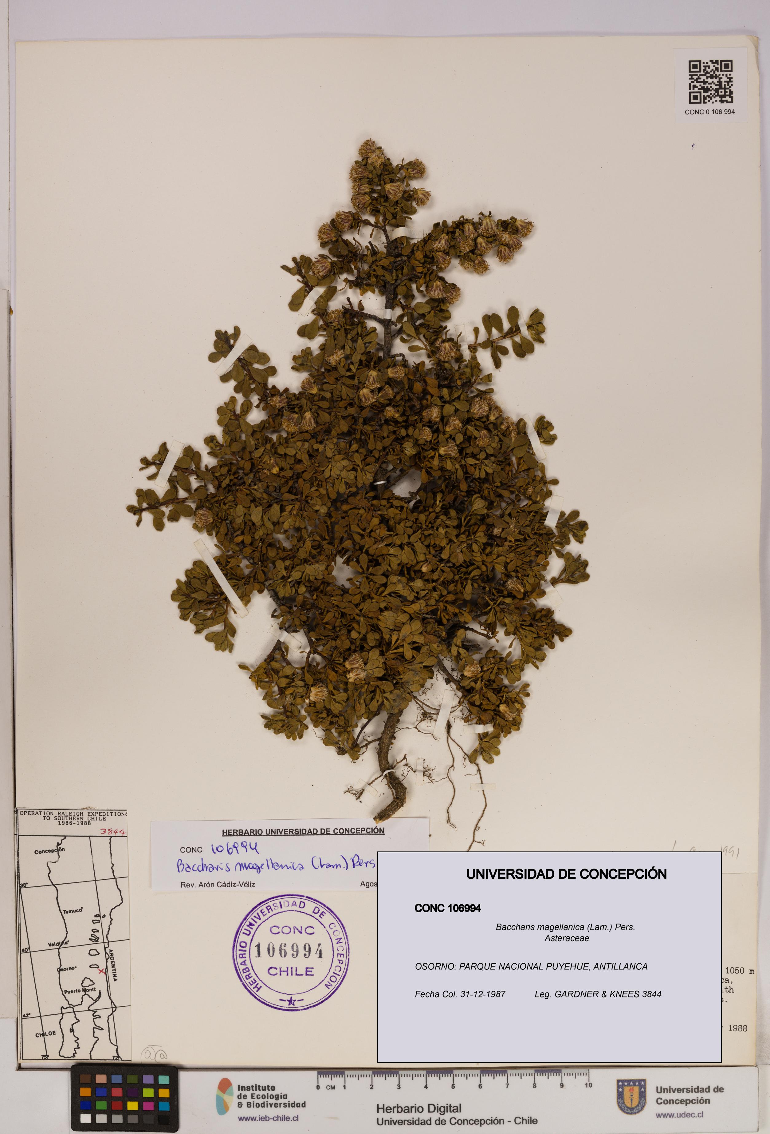 Baccharis magellanica [Espécimen: UDEC:CONC:0106994]