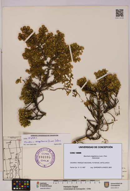 Baccharis magellanica [Espécimen: UDEC:CONC:0106995]
