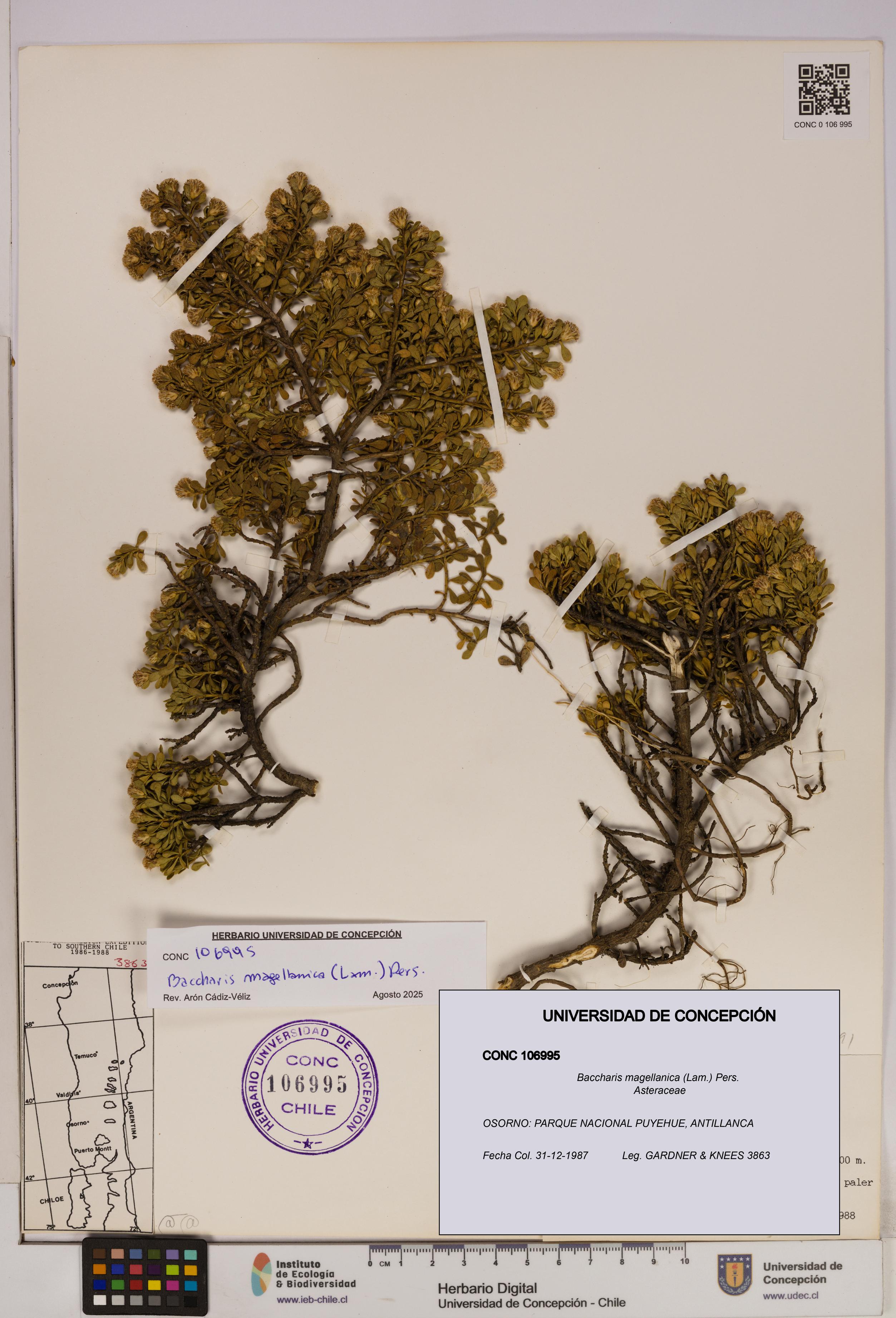 Baccharis magellanica [Espécimen: UDEC:CONC:0106995]
