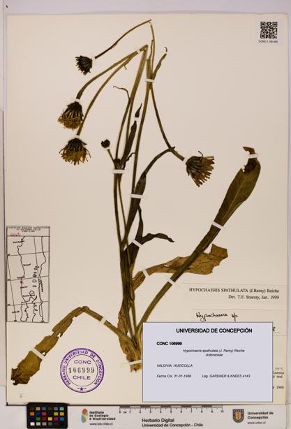 Hypochaeris spathulata [Espécimen: UDEC:CONC:0106999]