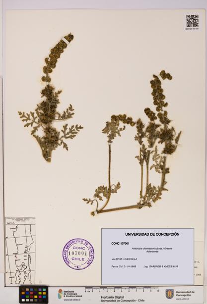 Ambrosia chamissonis [Espécimen: UDEC:CONC:0107001]