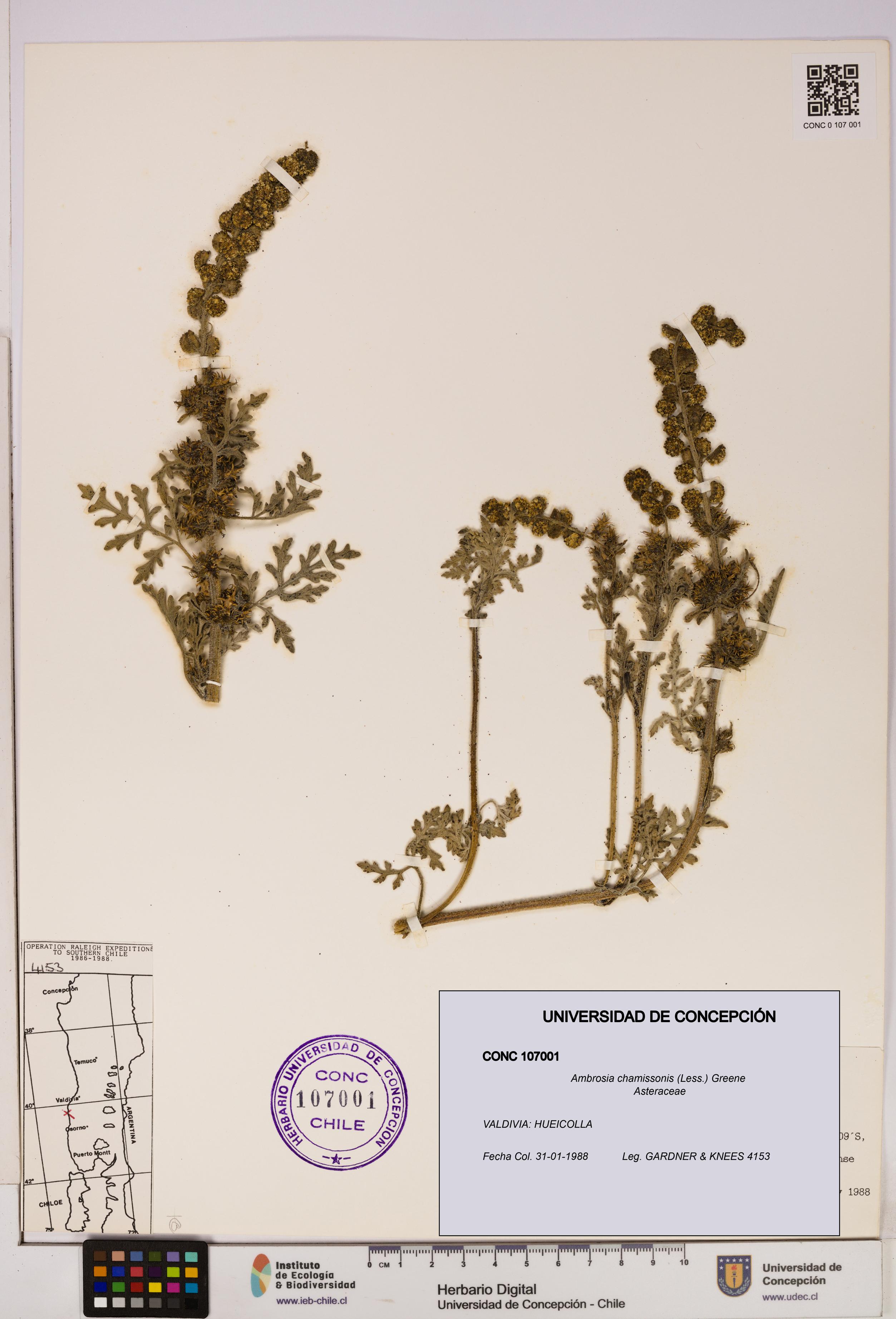 Ambrosia chamissonis [Espécimen: UDEC:CONC:0107001]
