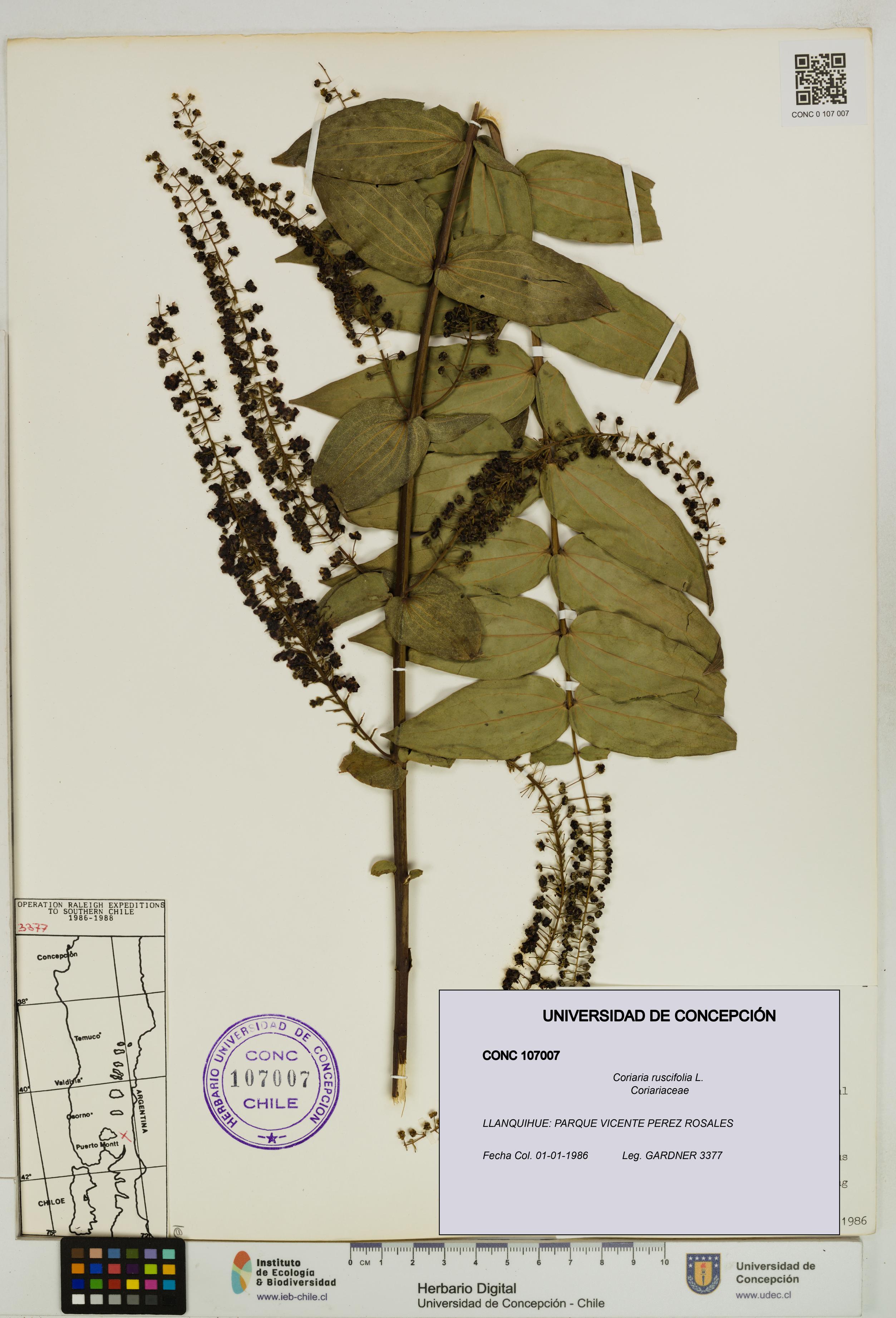 Coriaria ruscifolia [Espécimen: ]