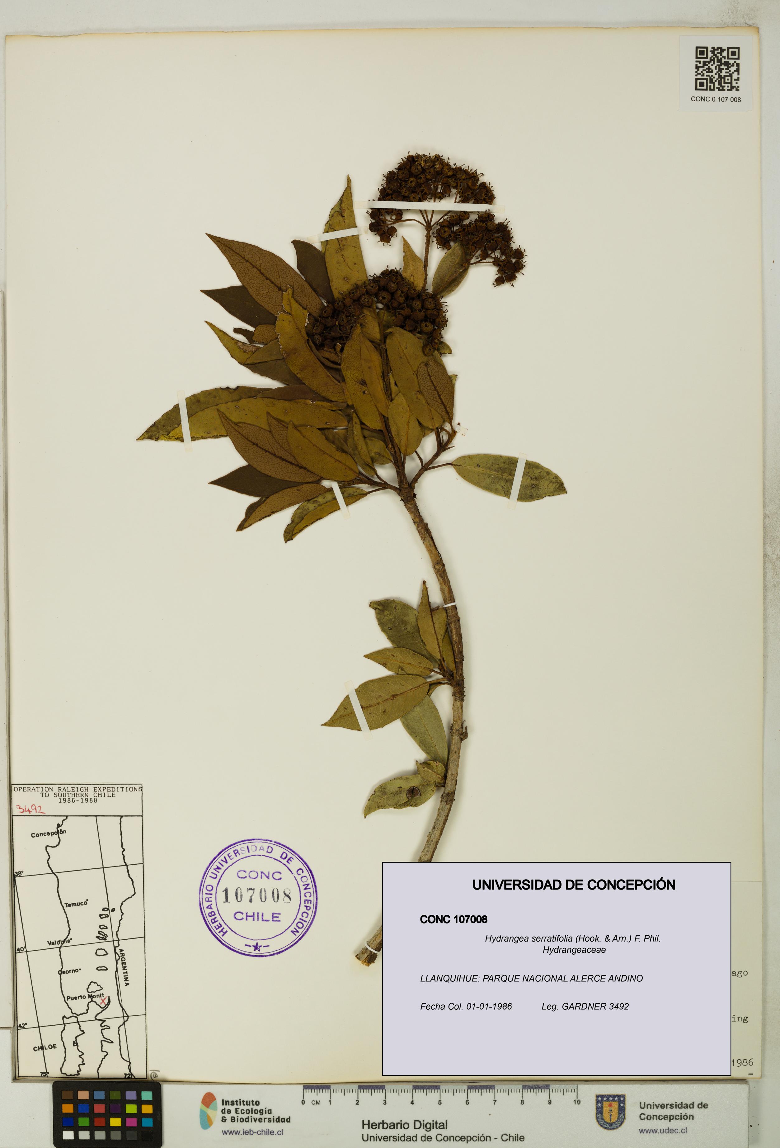 Hydrangea serratifolia [Espécimen: UDEC:CONC:0107008]