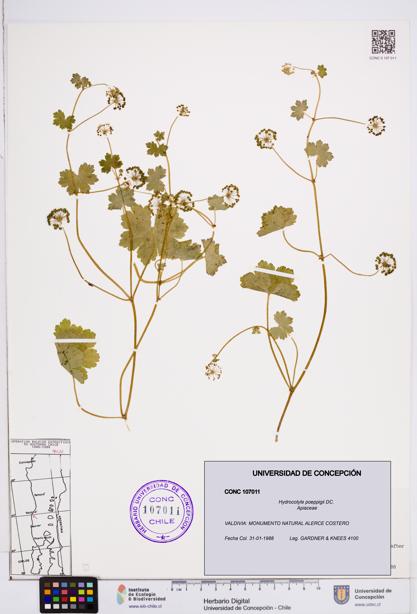 Hydrocotyle poeppigii [Espécimen: ]
