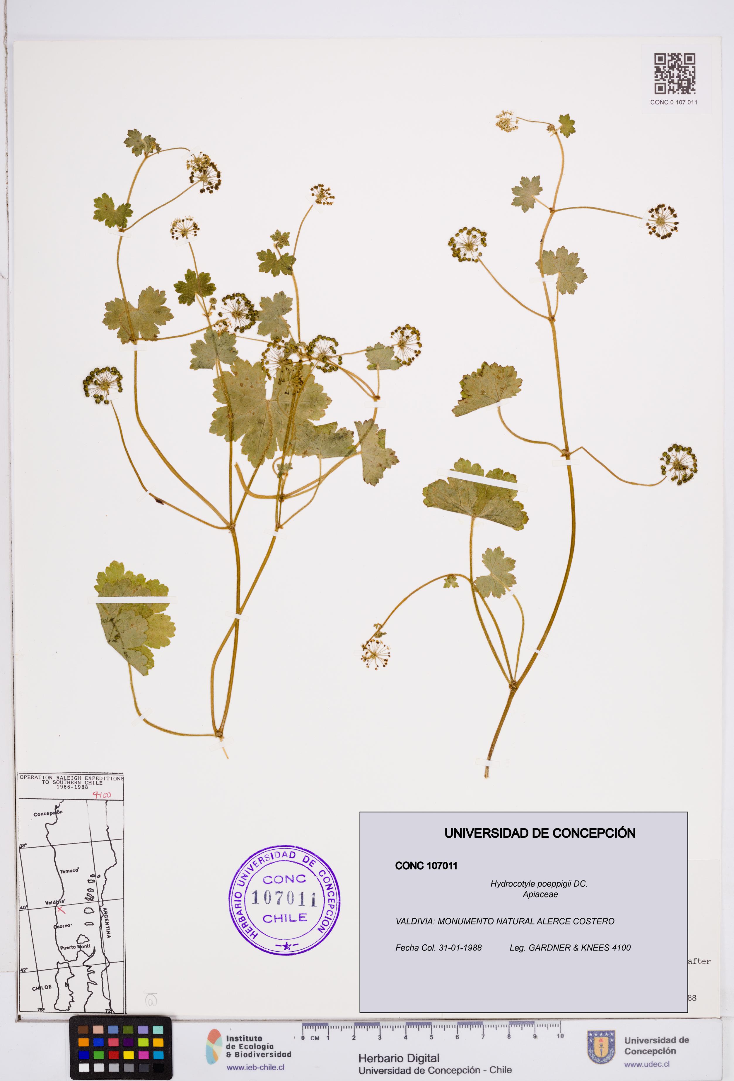 Hydrocotyle poeppigii [Espécimen: ]