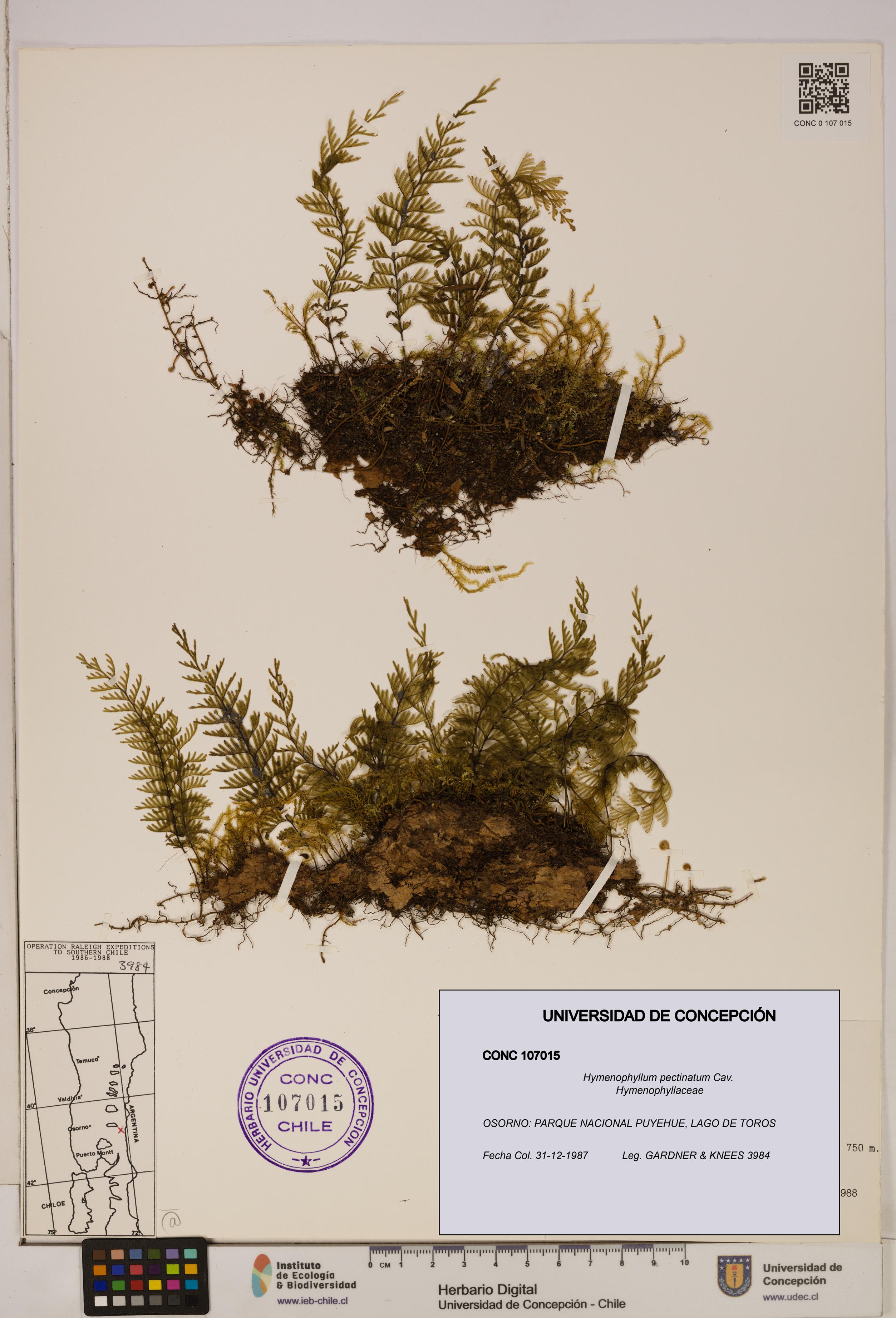 Hymenophyllum pectinatum [Espécimen: ]