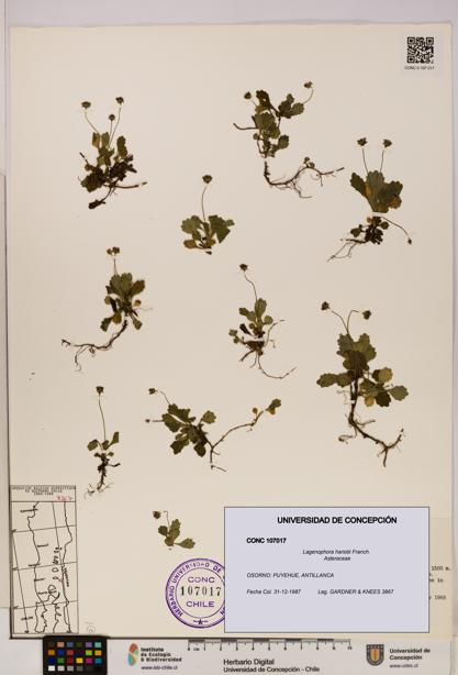 Lagenophora hariotii [Espécimen: ]