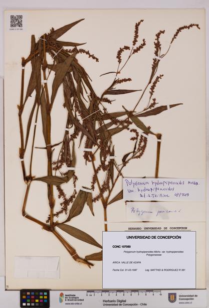 Polygonum hydropiperoides var. hydropiperoides [Espécimen: UDEC:CONC:0107050]