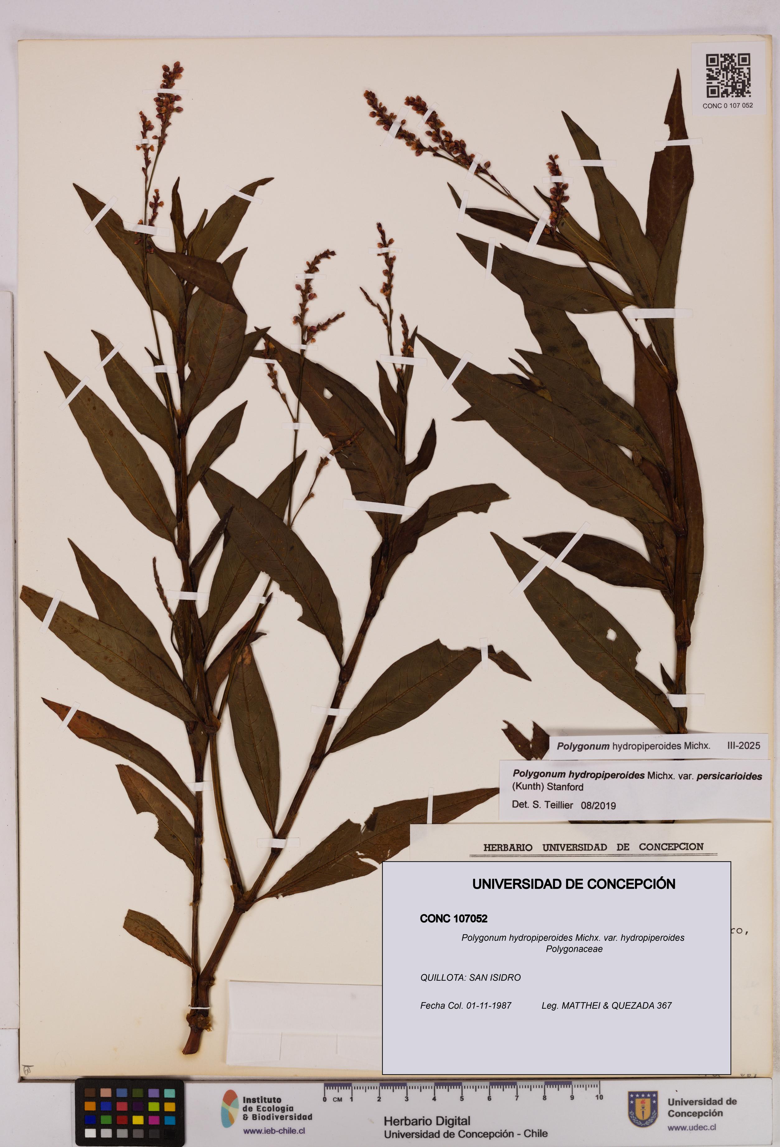 Polygonum hydropiperoides var. hydropiperoides [Espécimen: UDEC:CONC:0107052]