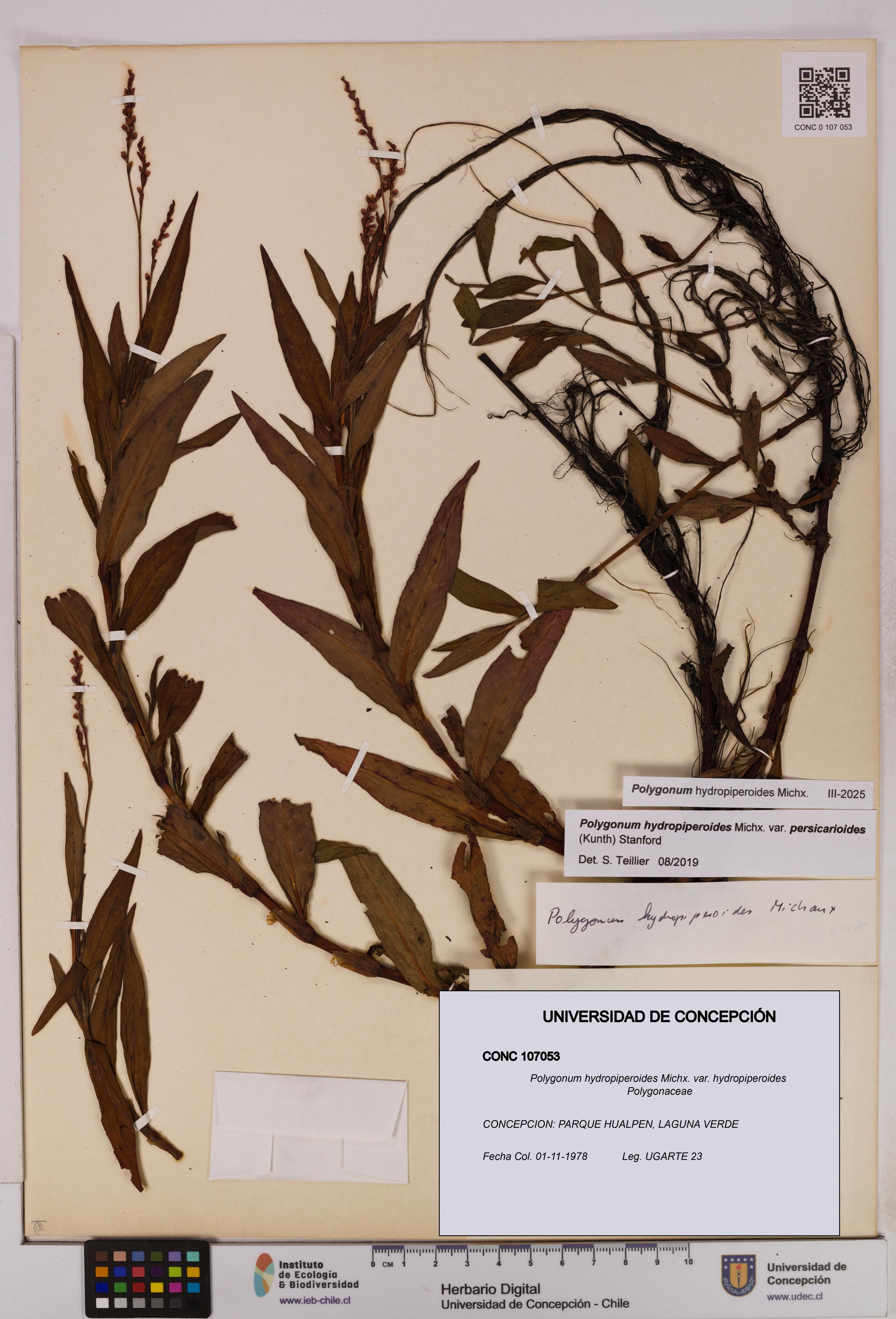 Polygonum hydropiperoides var. hydropiperoides [Espécimen: UDEC:CONC:0107053]