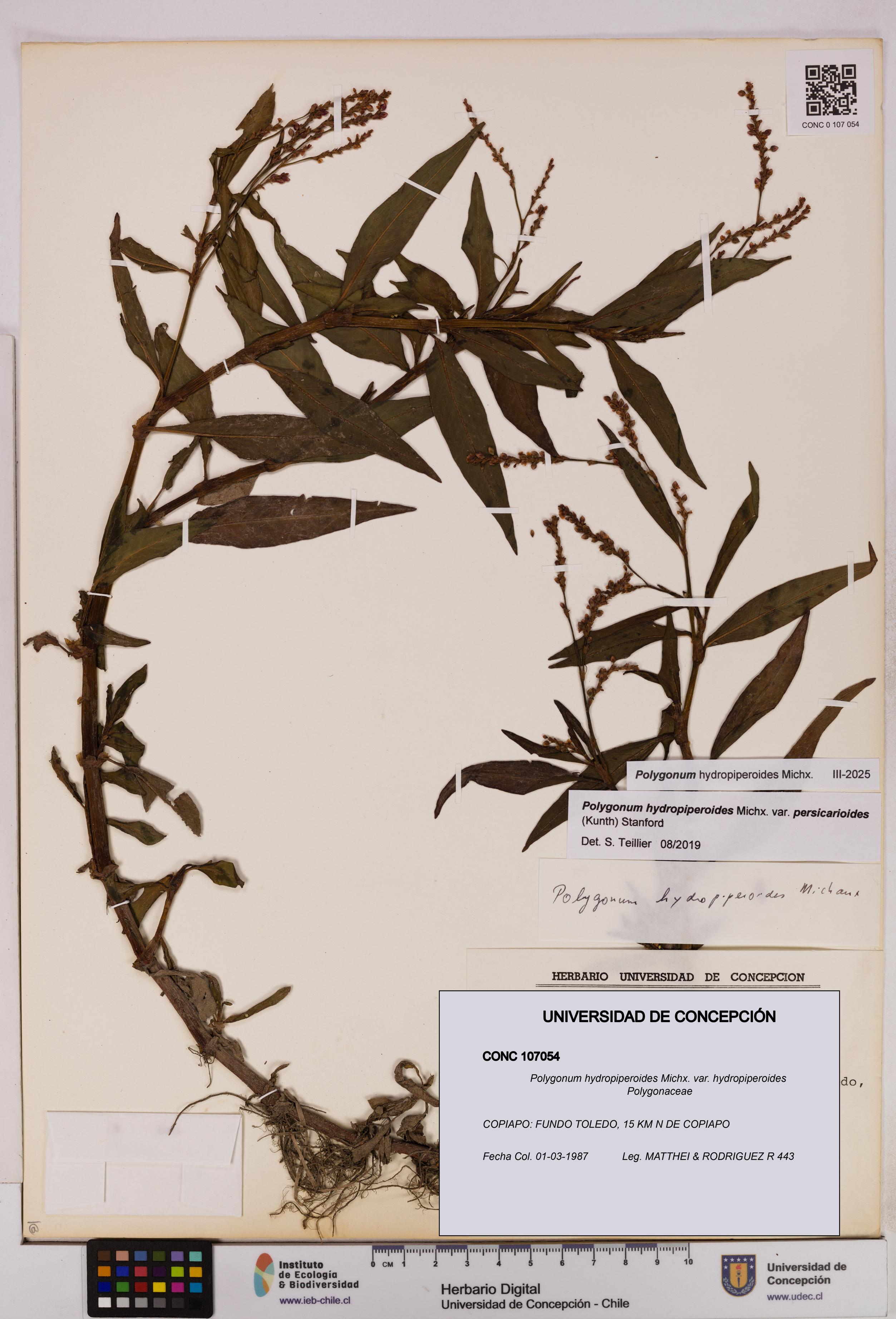 Polygonum hydropiperoides var. hydropiperoides [Espécimen: UDEC:CONC:0107054]