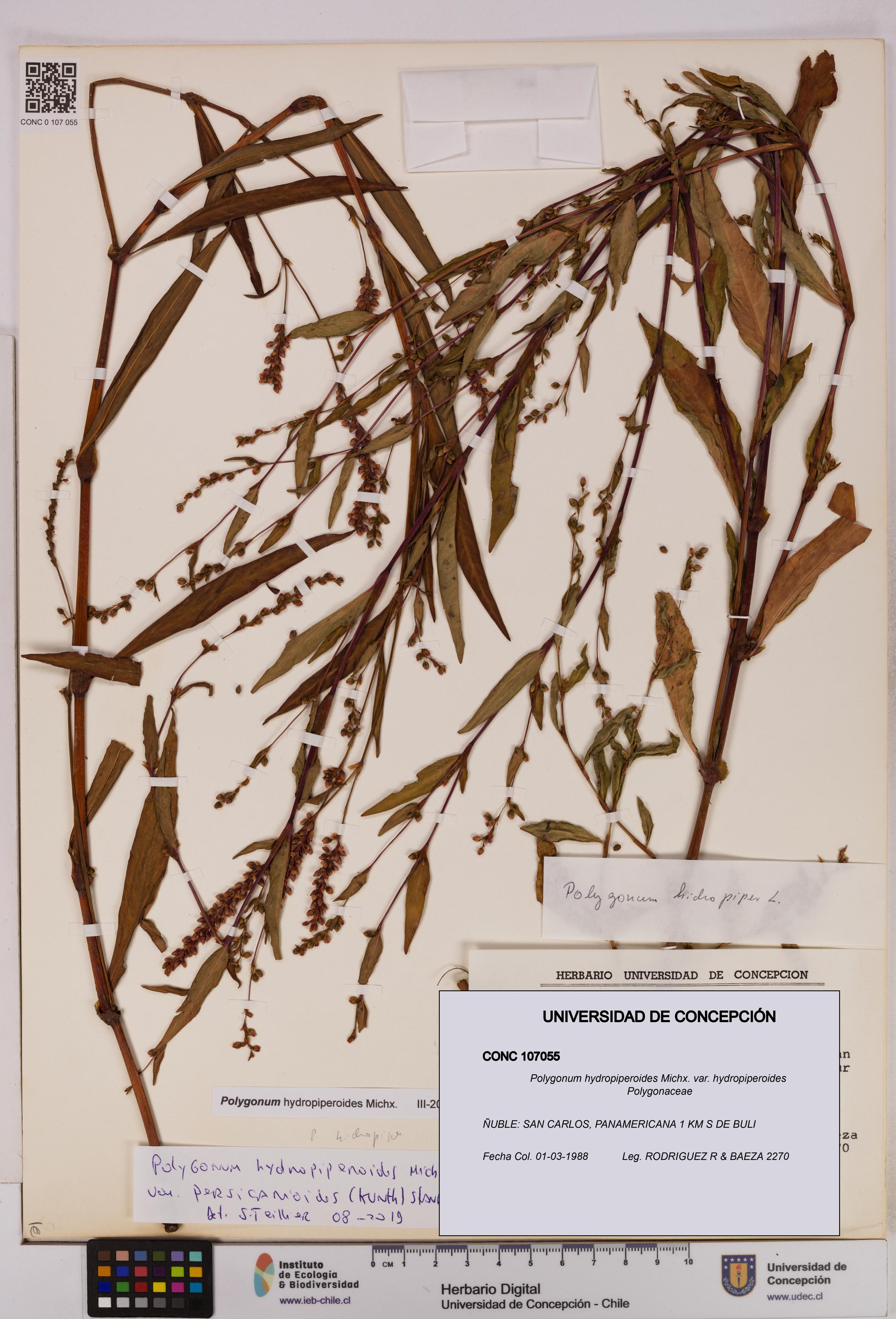 Polygonum hydropiperoides var. hydropiperoides [Espécimen: UDEC:CONC:0107055]