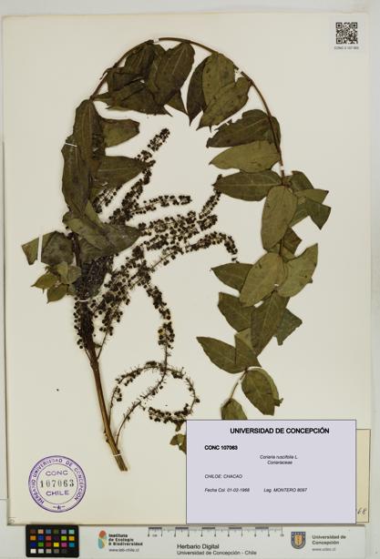Coriaria ruscifolia [Espécimen: ]