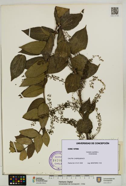 Coriaria ruscifolia [Espécimen: ]