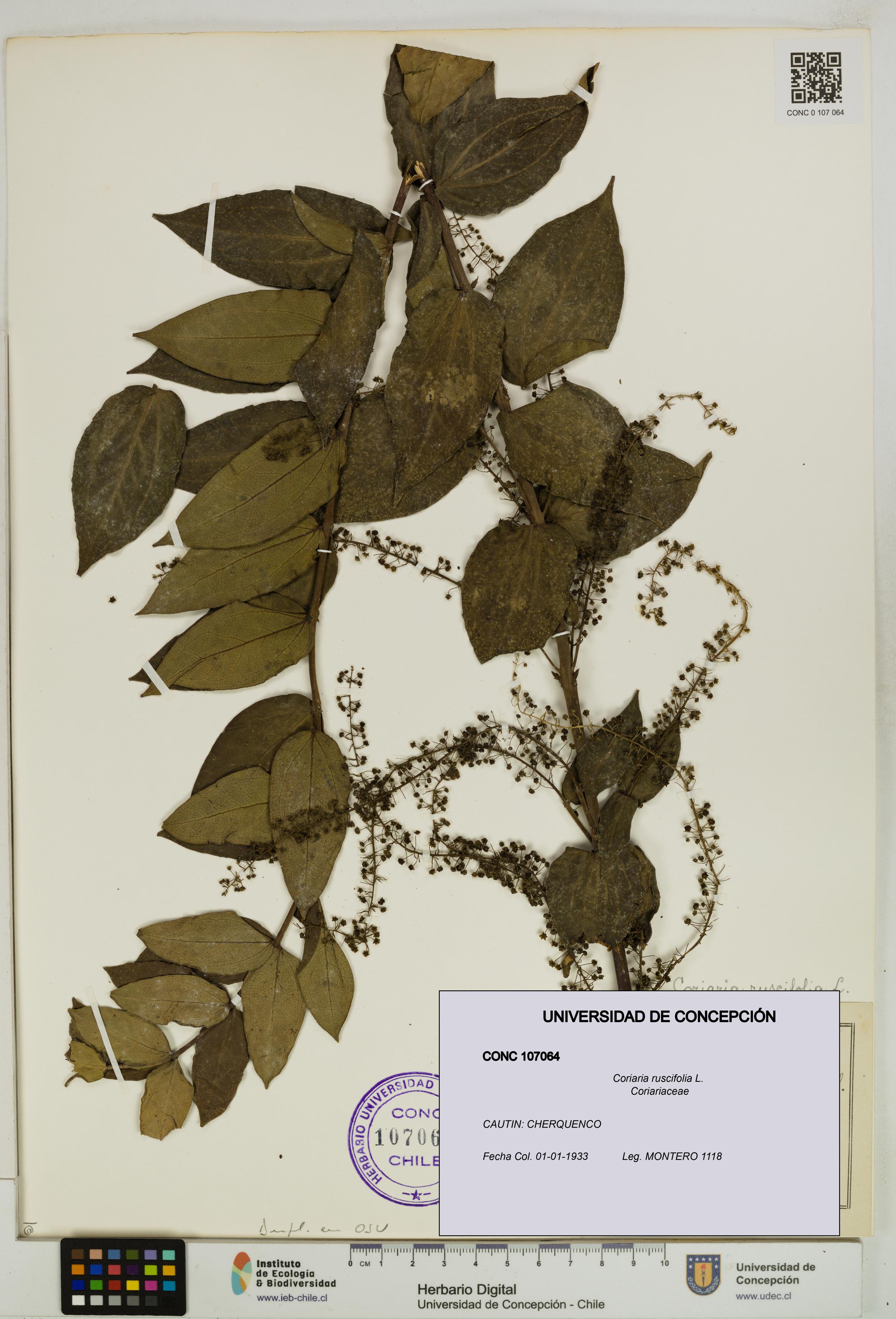 Coriaria ruscifolia [Espécimen: ]