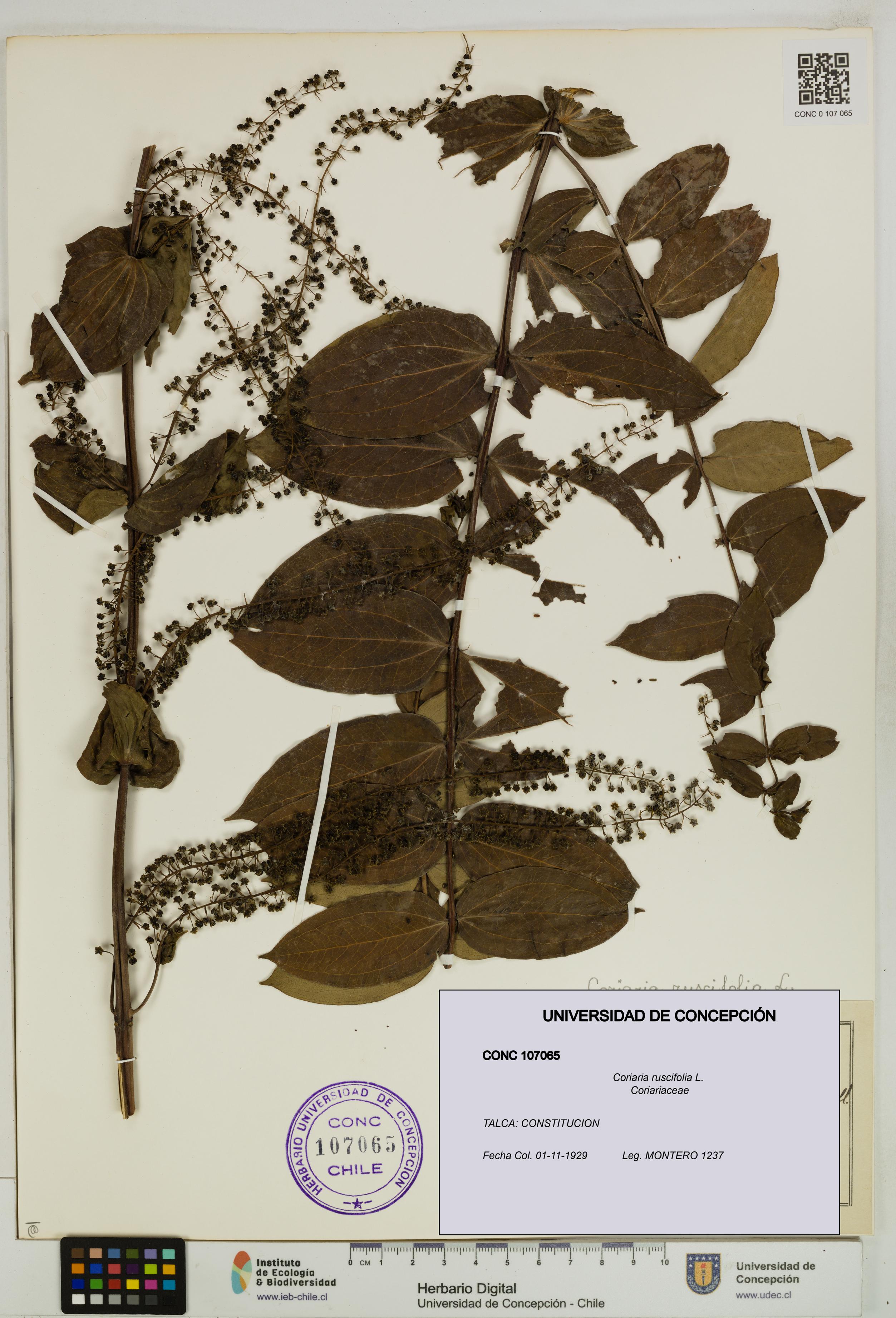 Coriaria ruscifolia [Espécimen: ]