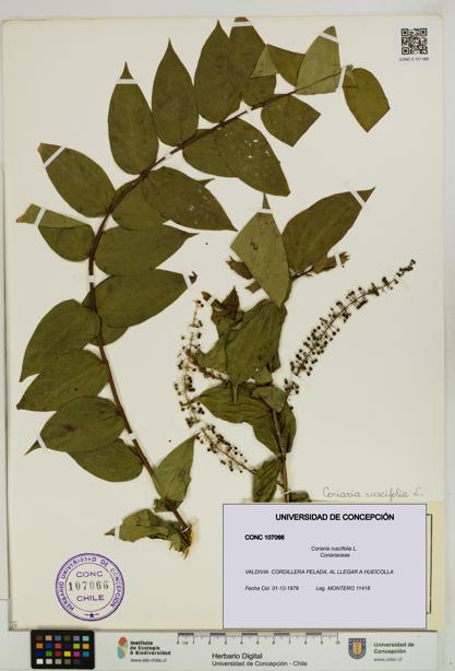 Coriaria ruscifolia [Espécimen: ]