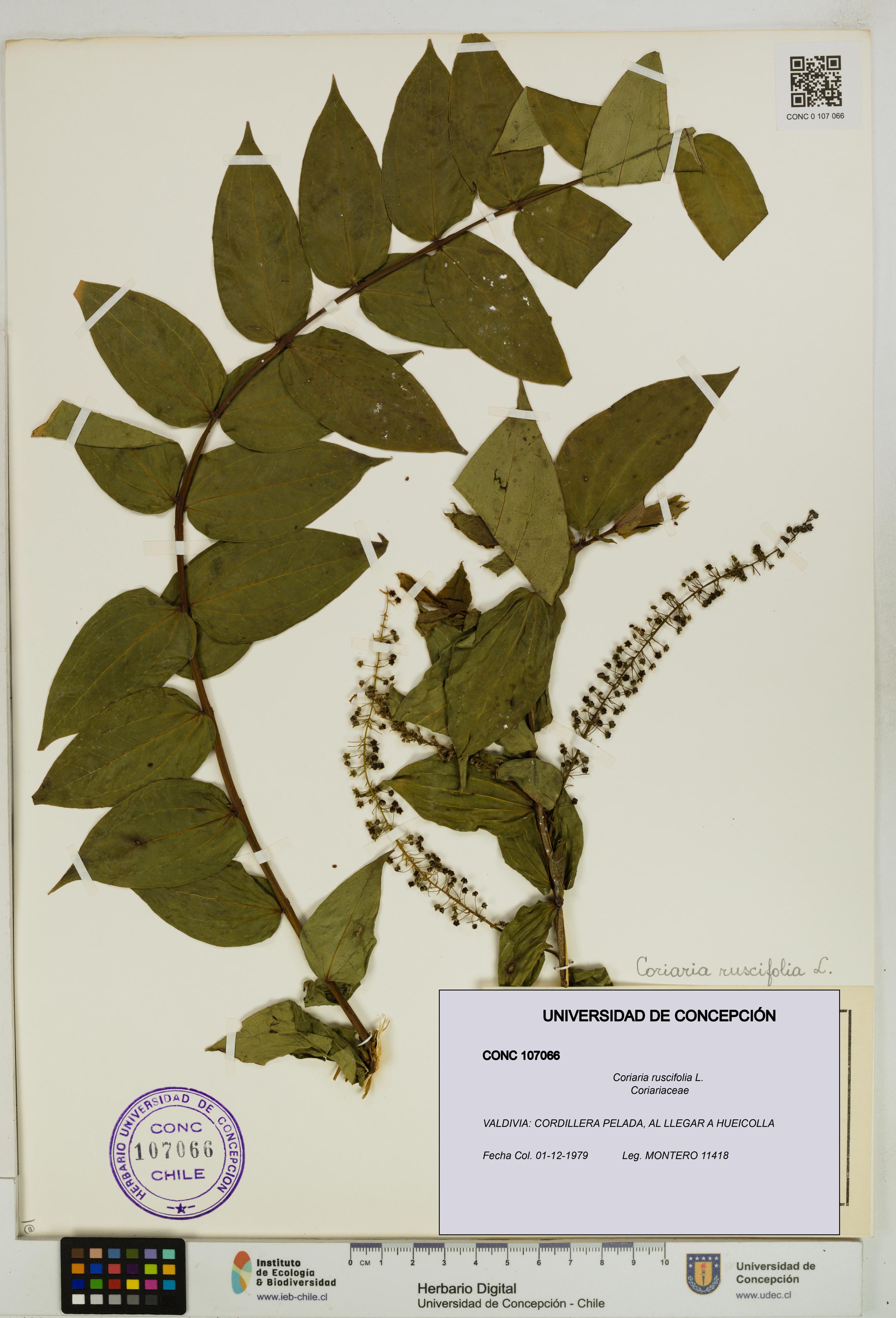 Coriaria ruscifolia [Espécimen: ]