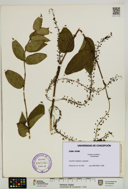 Coriaria ruscifolia [Espécimen: ]