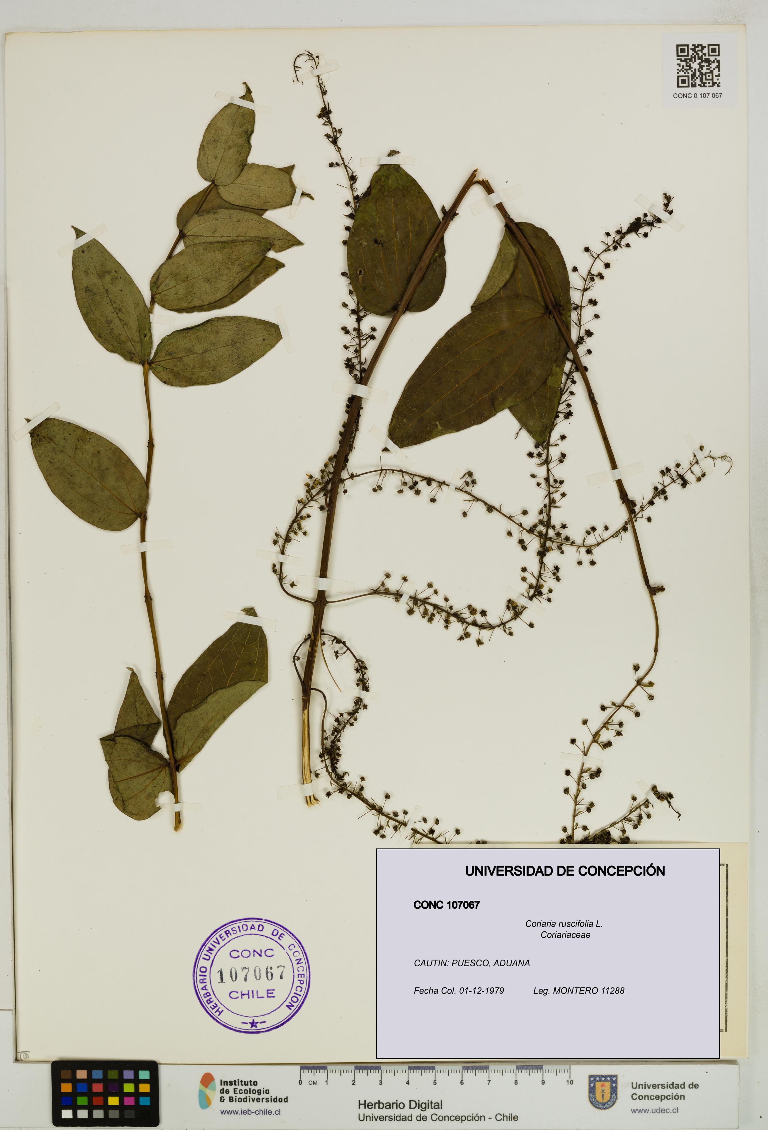 Coriaria ruscifolia [Espécimen: ]