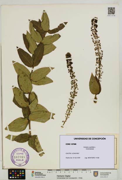 Coriaria ruscifolia [Espécimen: ]
