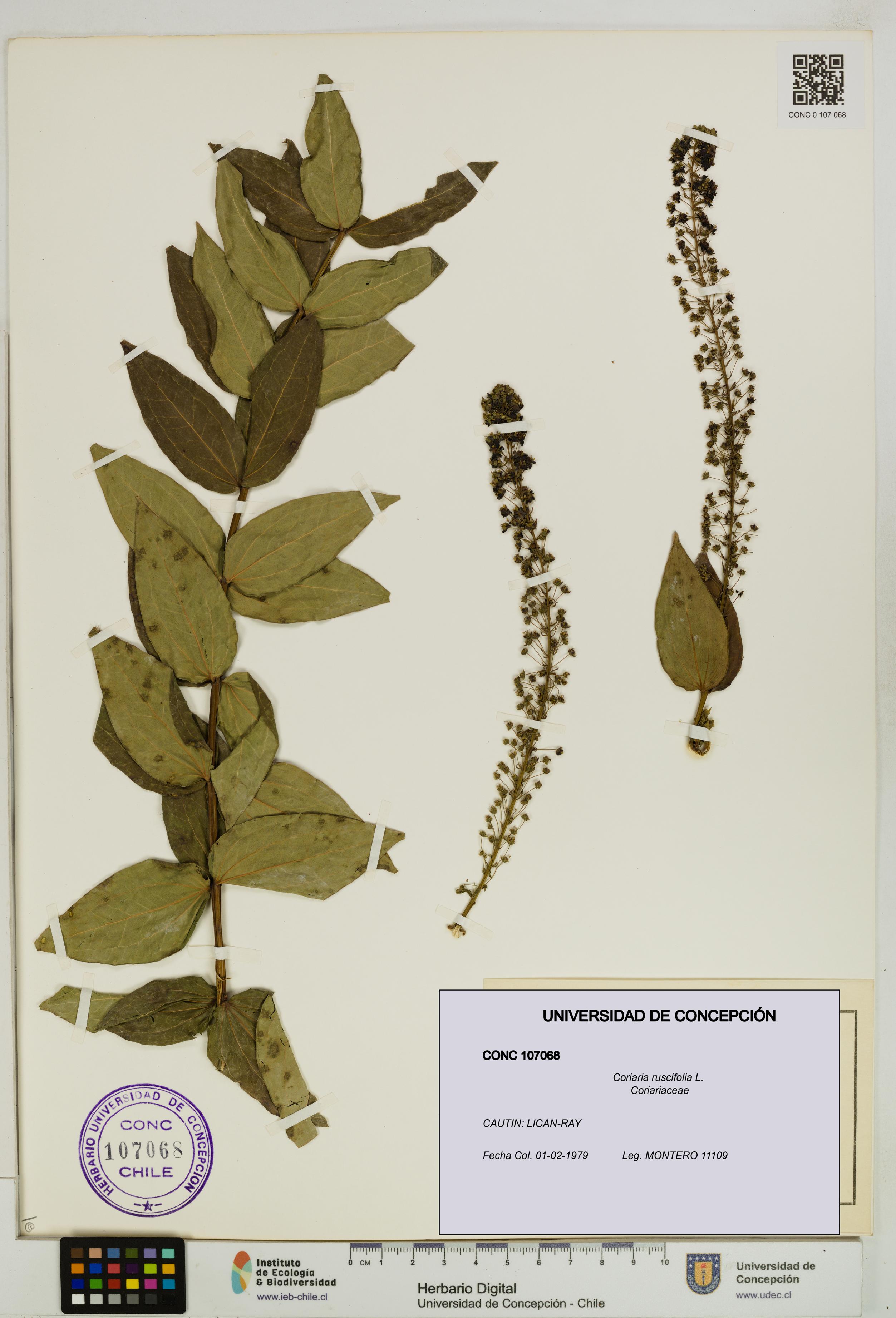 Coriaria ruscifolia [Espécimen: ]