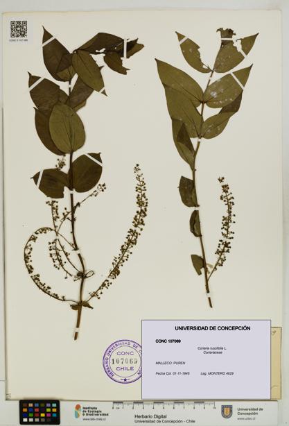 Coriaria ruscifolia [Espécimen: ]