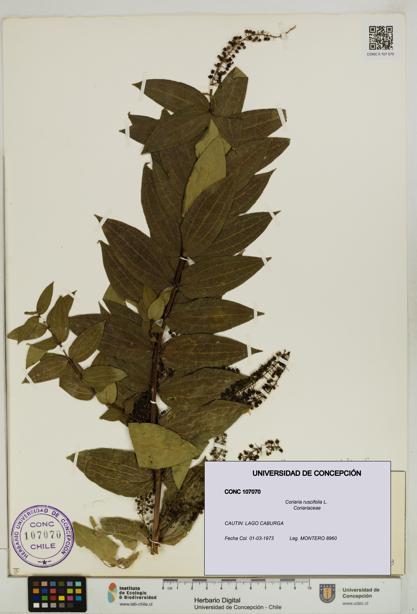 Coriaria ruscifolia [Espécimen: ]