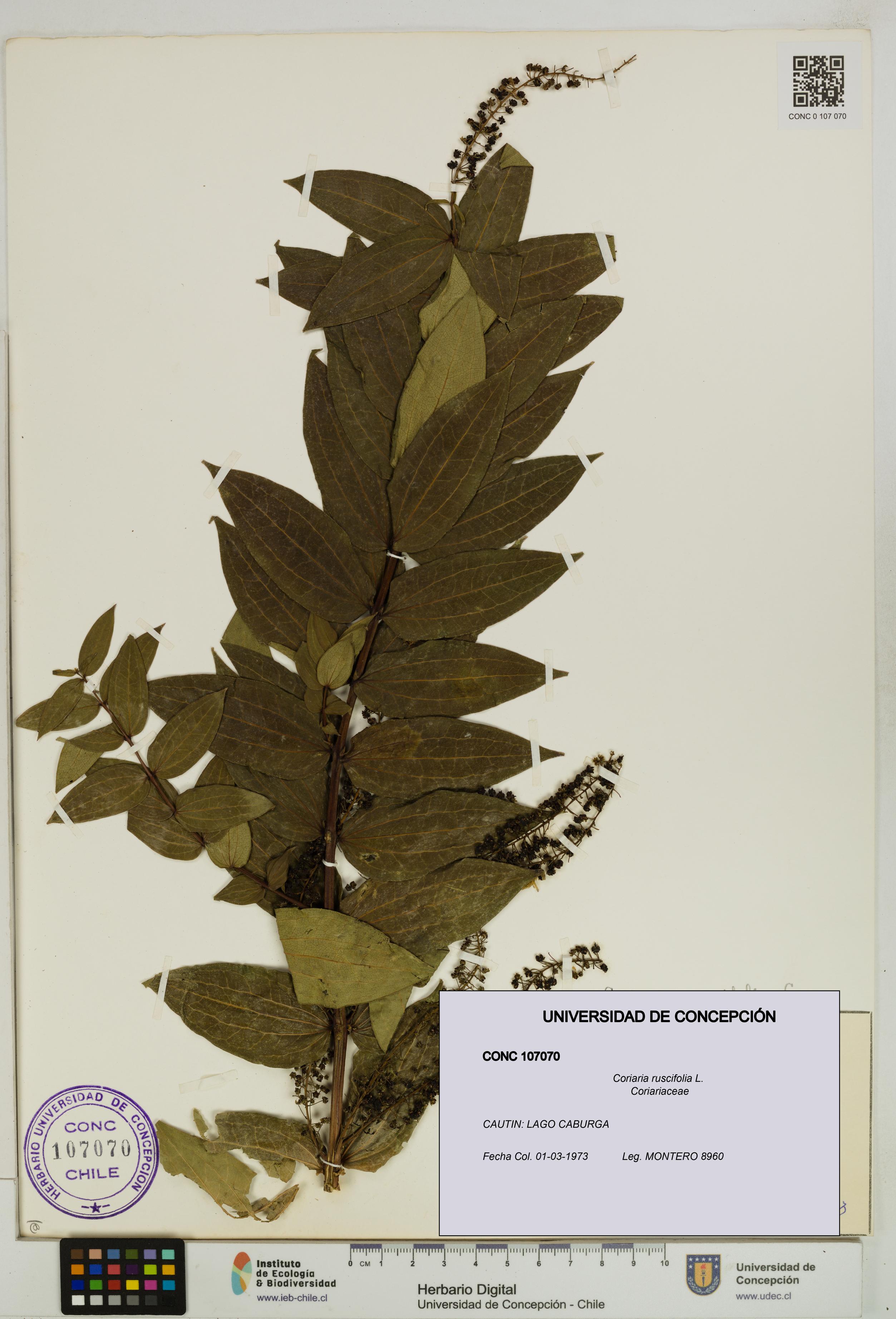 Coriaria ruscifolia [Espécimen: ]