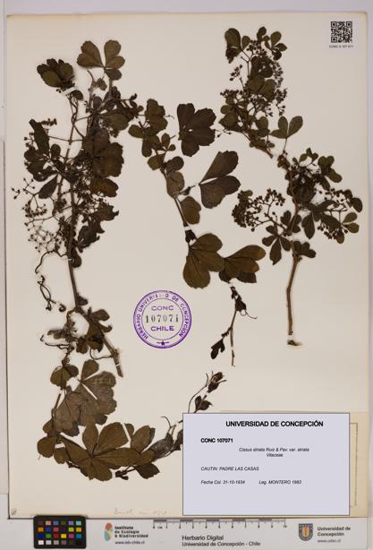 Cissus striata var. striata [Espécimen: UDEC:CONC:0107071]