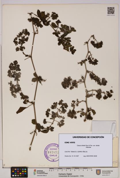 Cissus striata var. striata [Espécimen: UDEC:CONC:0107072]