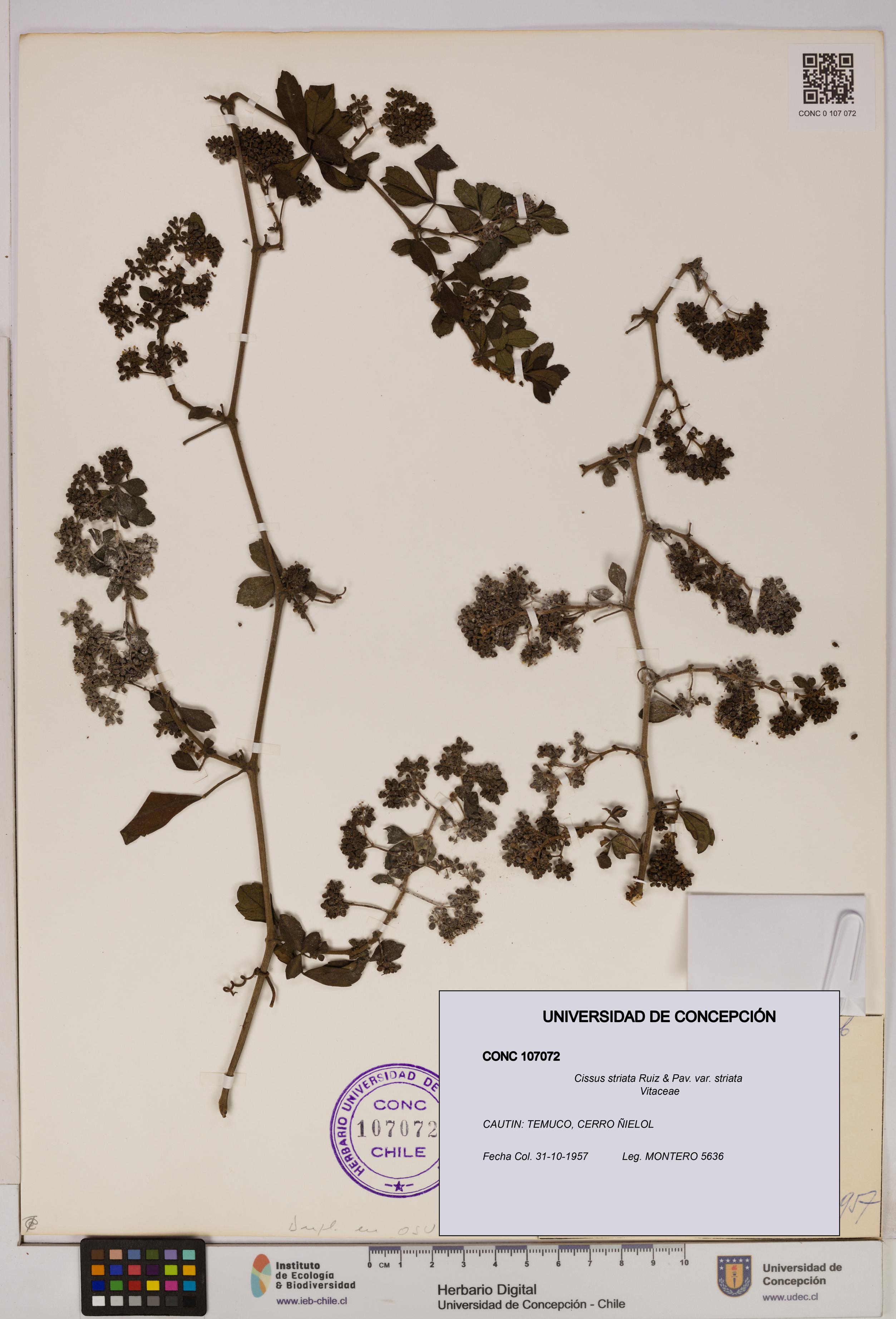 Cissus striata var. striata [Espécimen: UDEC:CONC:0107072]