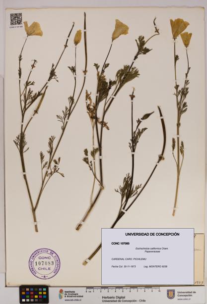 Eschscholzia californica [Espécimen: UDEC:CONC:0107083]