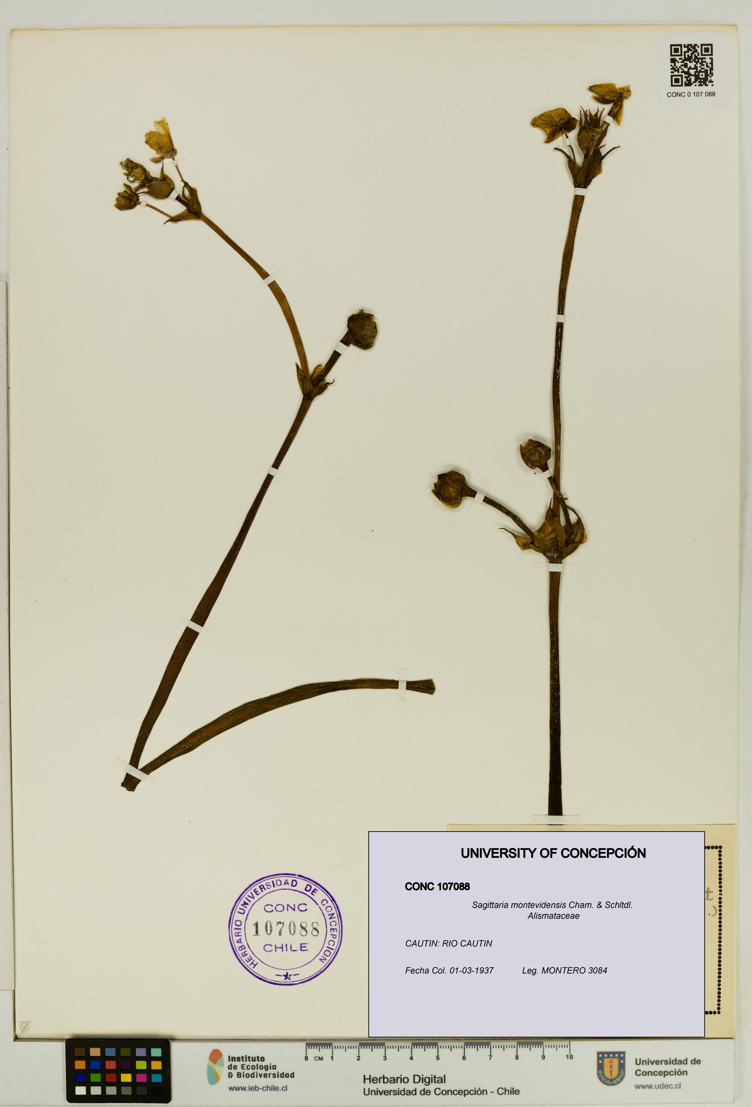 Sagittaria montevidensis [Espécimen: UDEC:CONC:0107088]