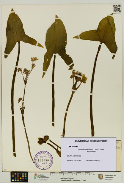 Sagittaria montevidensis [Espécimen: UDEC:CONC:0107090]