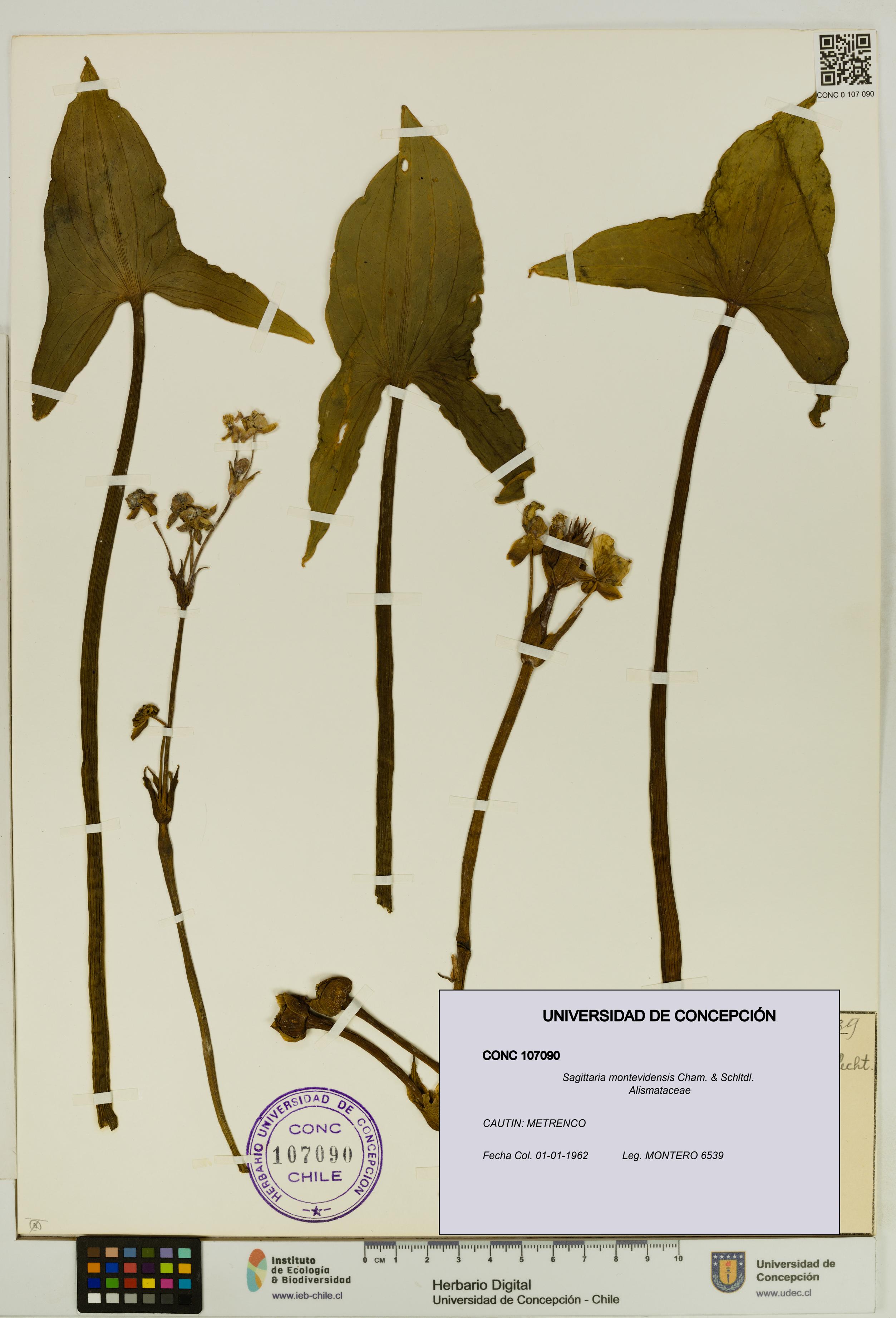 Sagittaria montevidensis [Espécimen: UDEC:CONC:0107090]