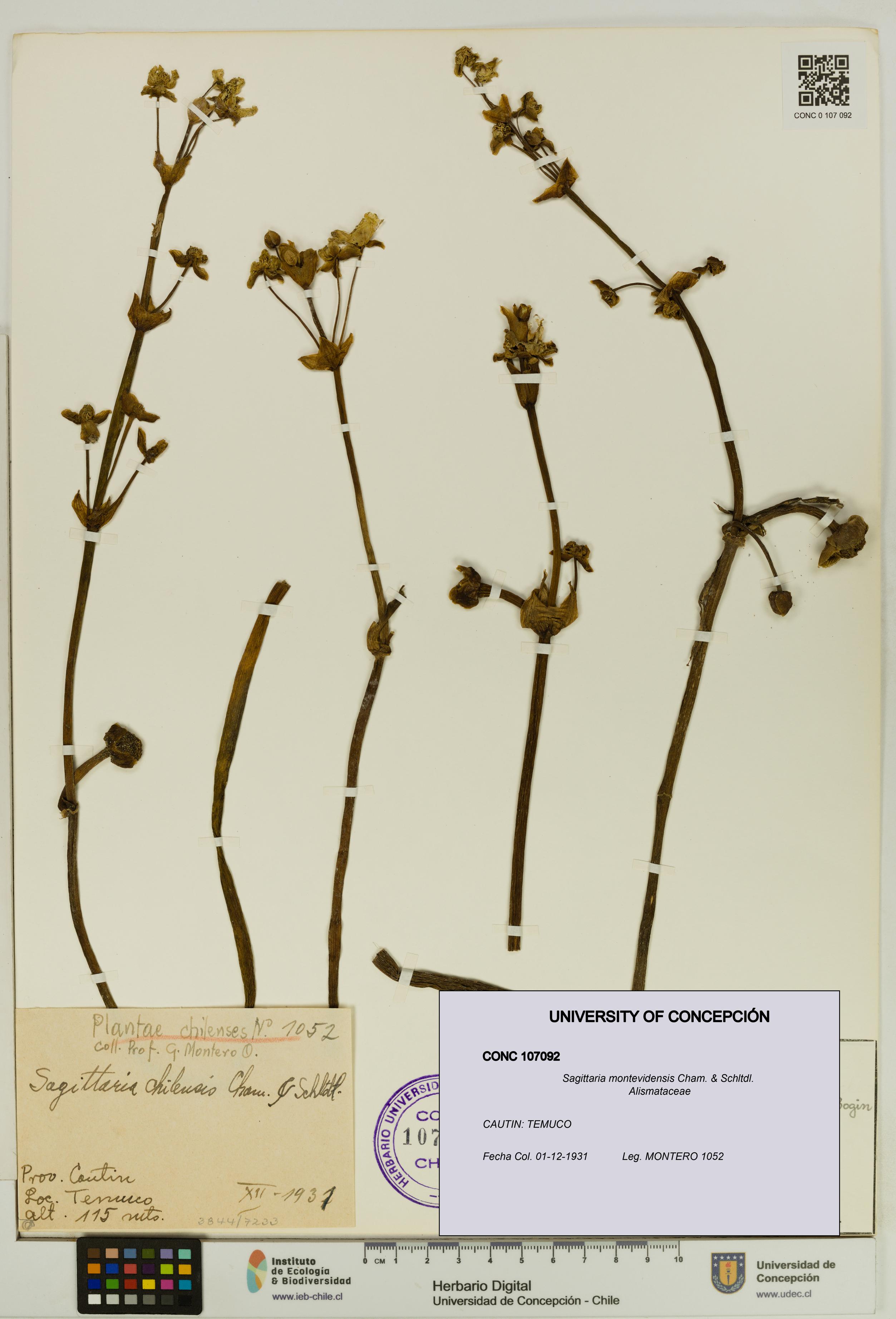 Sagittaria montevidensis [Espécimen: UDEC:CONC:0107092]