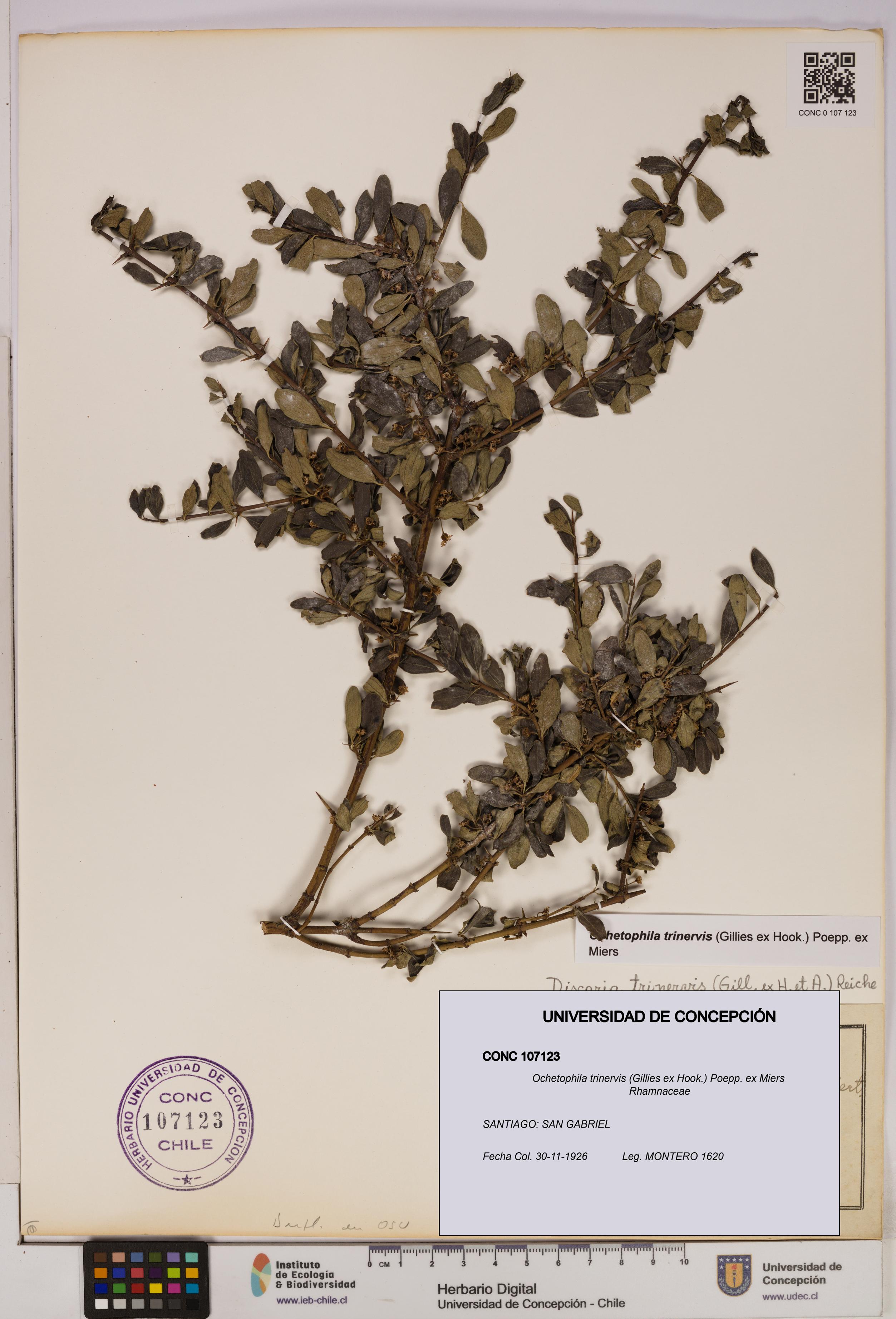 Ochetophila trinervis [Espécimen: UDEC:CONC:0107123]