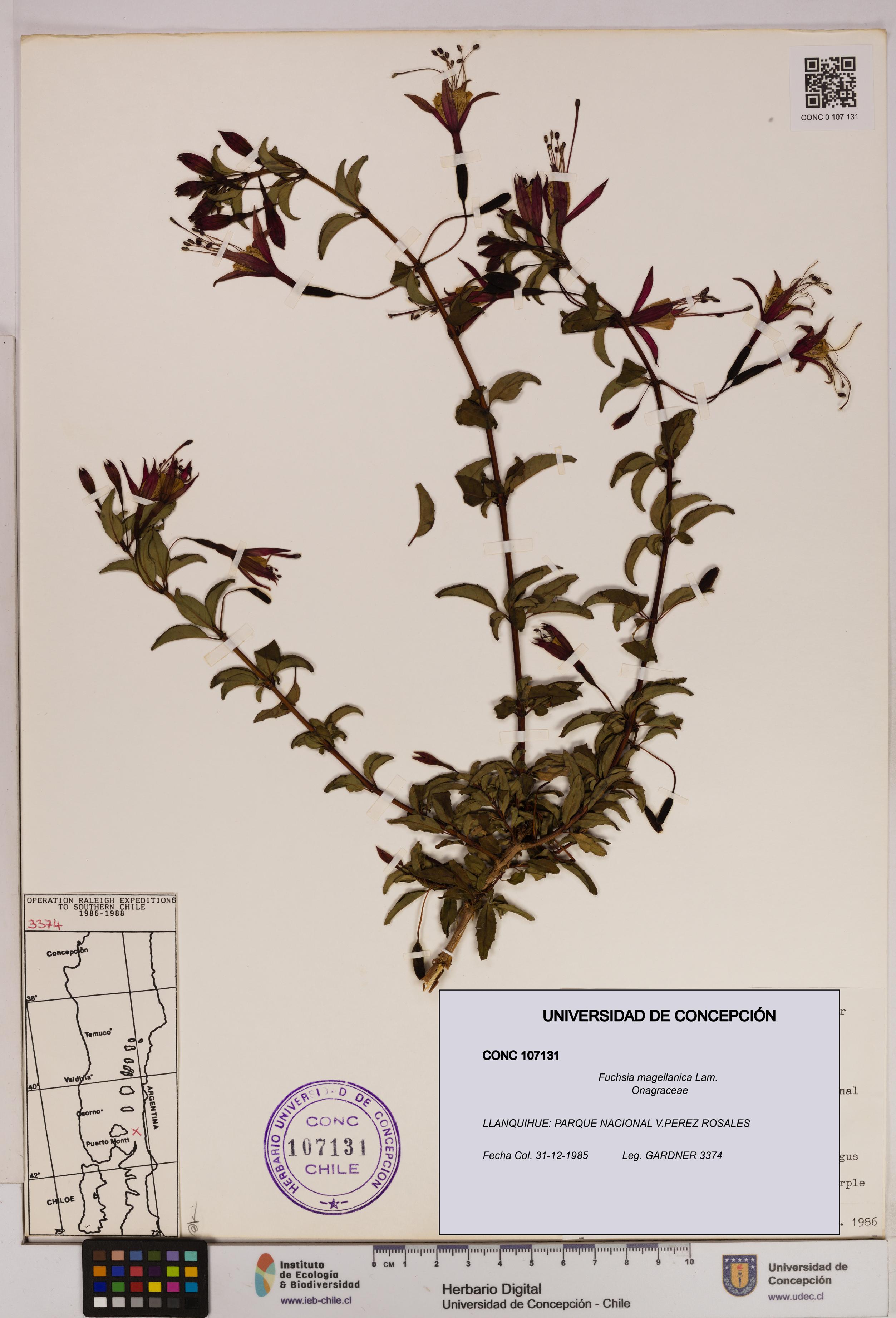 Fuchsia magellanica [Espécimen: UDEC:CONC:0107131]