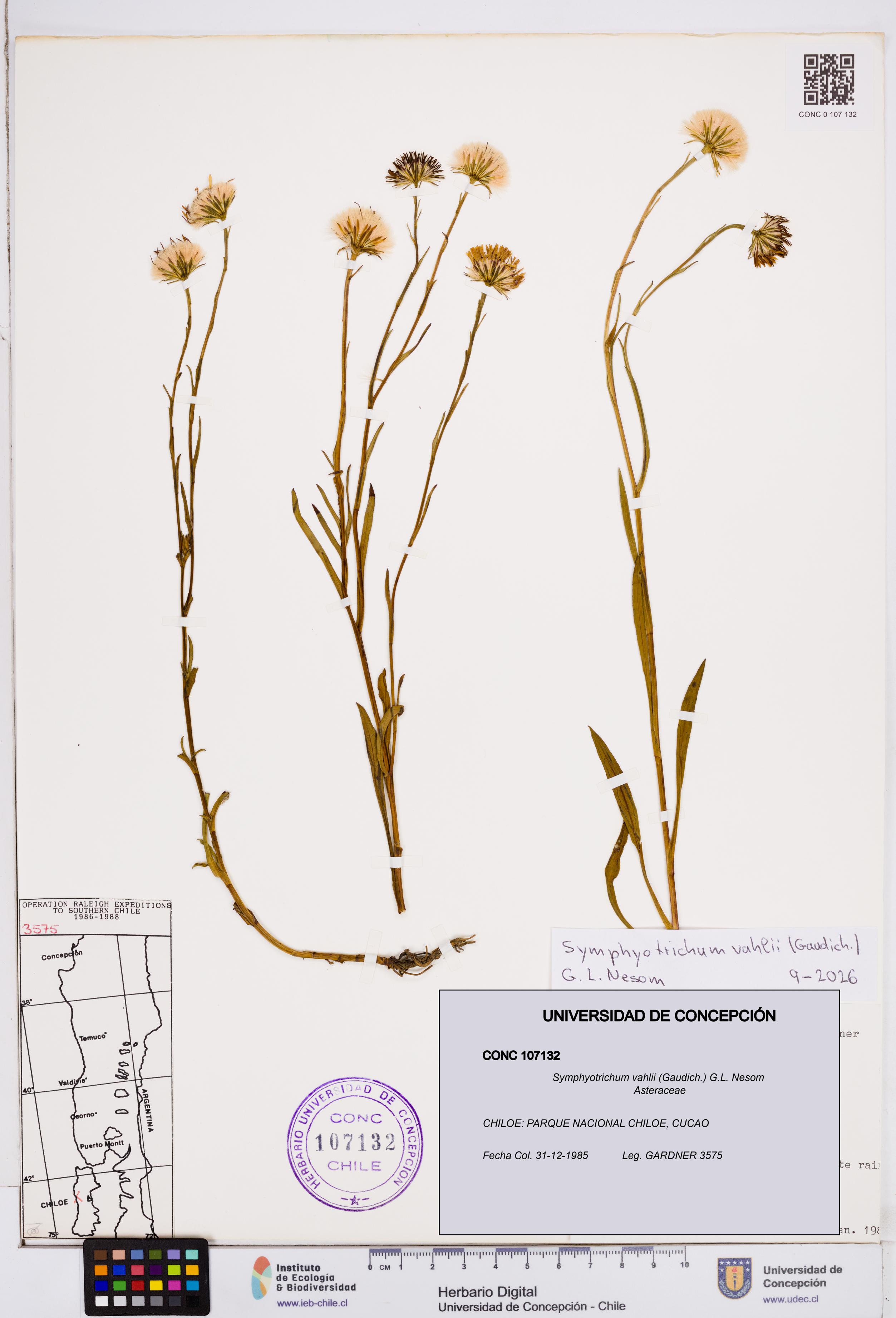 Symphyotrichum vahlii [Espécimen: ]