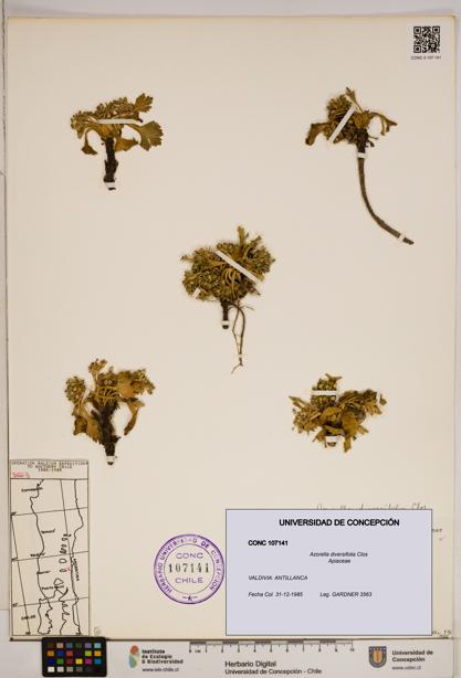 Azorella diversifolia [Espécimen: ]