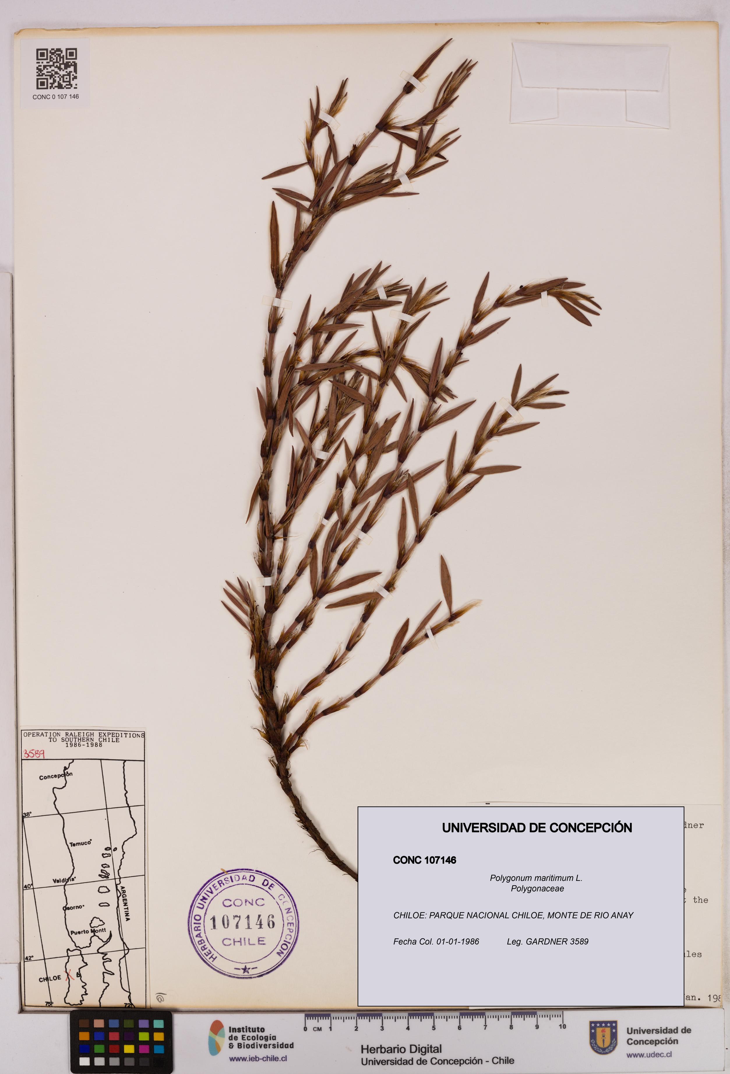 Polygonum maritimum [Espécimen: UDEC:CONC:0107146]