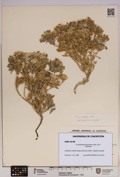 Cruckshanksia hymenodon [Espécimen: UDEC:CONC:0107158]