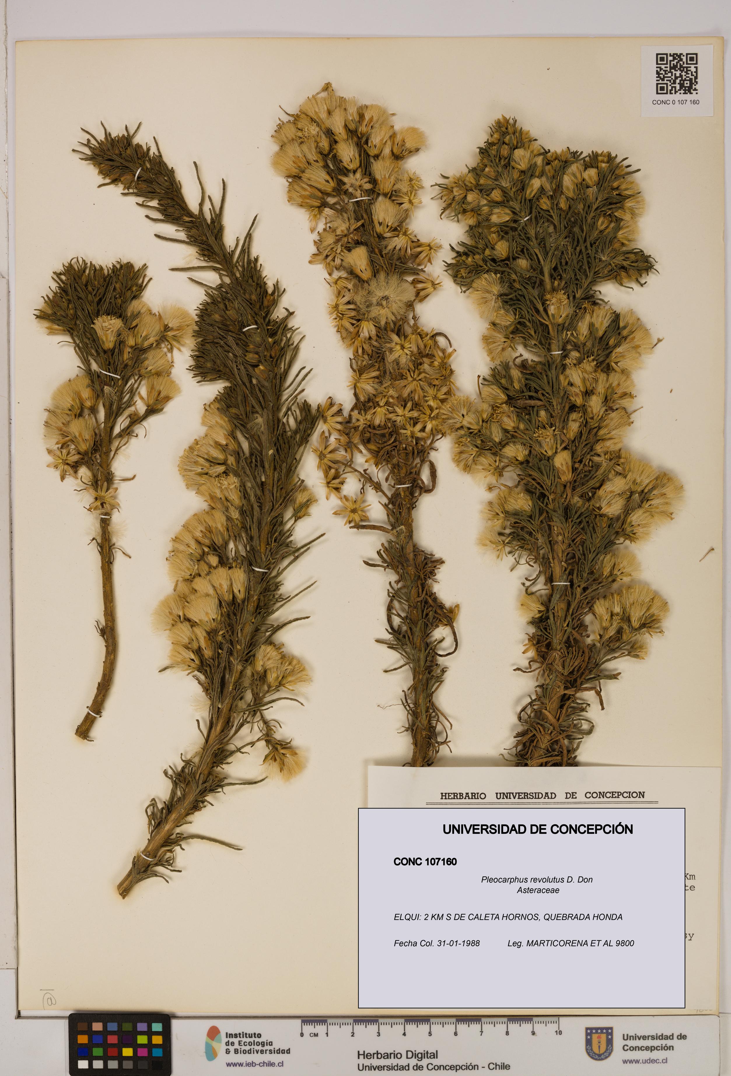 Pleocarphus revolutus [Espécimen: UDEC:CONC:0107160]