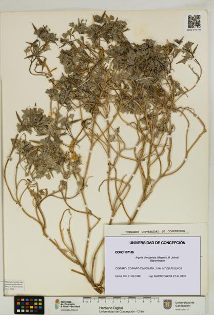 Argylia checoensis [Espécimen: UDEC:CONC:0107165]
