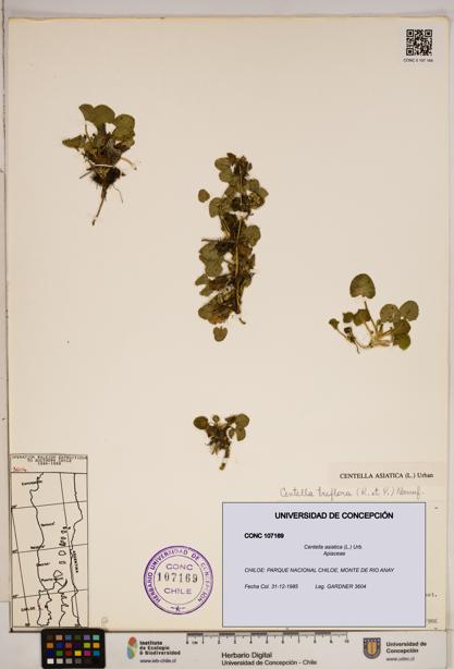 Centella asiatica [Espécimen: ]
