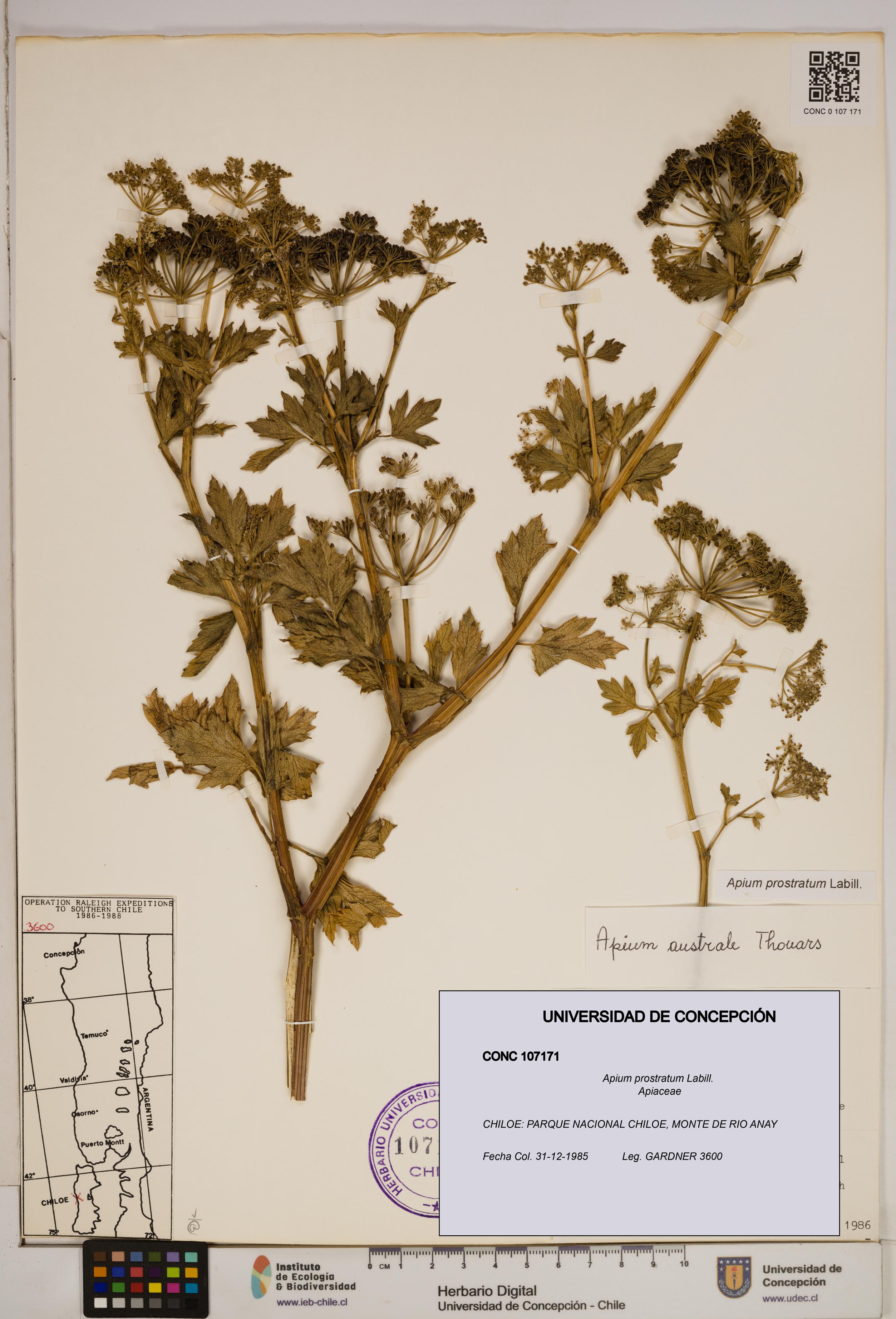Apium prostratum [Espécimen: ]
